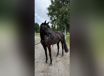 Duński koń gorącokrwisty, Klacz, 6 lat, 173 cm, Kara