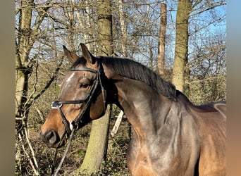Duński koń gorącokrwisty, Klacz, 8 lat, 168 cm, Ciemnogniada