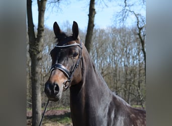 Duński koń gorącokrwisty, Klacz, 8 lat, 170 cm, Ciemnogniada