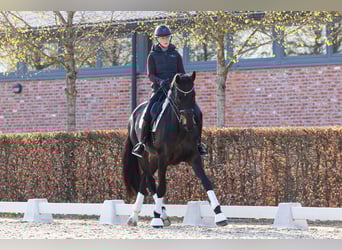 Duński koń gorącokrwisty, Klacz, 8 lat, 175 cm, Ciemnogniada