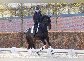 Duński koń gorącokrwisty, Klacz, 8 lat, 175 cm, Ciemnogniada