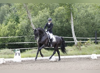 Duński koń gorącokrwisty, Ogier, 14 lat, 165 cm, Kara