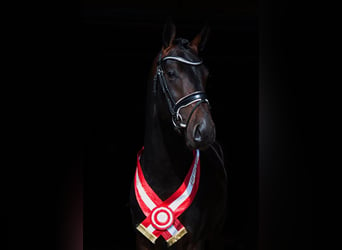 Duński koń gorącokrwisty, Ogier, 9 lat, 168 cm, Ciemnogniada