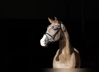 Duński koń gorącokrwisty, Ogier, 4 lat, 170 cm, Ciemnokasztanowata