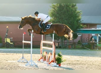 Duński koń gorącokrwisty, Ogier, 11 lat, 170 cm, Kasztanowata