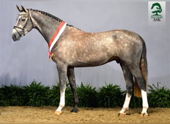 Duński koń gorącokrwisty, Ogier, 10 lat, 170 cm, Siwa