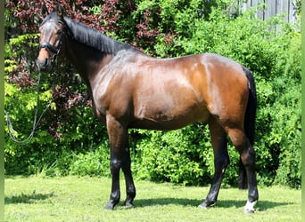 Duński koń gorącokrwisty, Wałach, 11 lat, 172 cm, Ciemnogniada