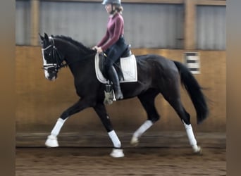 Duński koń gorącokrwisty, Wałach, 3 lat, 162 cm, Kara