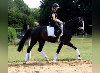 Duński koń gorącokrwisty, Wałach, 3 lat, 163 cm, Kara