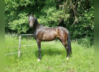 Duński koń gorącokrwisty, Wałach, 3 lat, 166 cm, Ciemnogniada