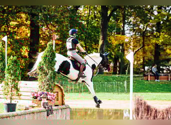 Duński koń gorącokrwisty Mix, Wałach, 5 lat, 157 cm, Srokata