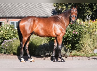 Duński koń gorącokrwisty, Wałach, 6 lat, 173 cm, Gniada