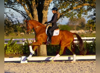 Duński koń gorącokrwisty, Wałach, 7 lat, 170 cm, Ciemnokasztanowata