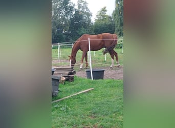 Duński koń gorącokrwisty, Wałach, 12 lat, 173 cm, Kasztanowata