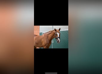 Duński koń gorącokrwisty, Wałach, 13 lat, 173 cm