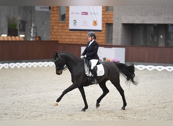 Duński koń gorącokrwisty, Wałach, 14 lat, 169 cm, Gniada