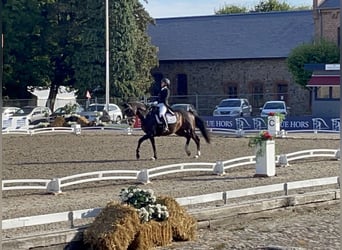 Duński koń gorącokrwisty, Wałach, 16 lat, 168 cm, Gniada