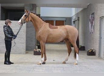 Duński koń gorącokrwisty, Wałach, 4 lat, 168 cm, Ciemnokasztanowata