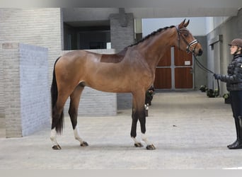 Duński koń gorącokrwisty, Wałach, 4 lat, 170 cm, Gniada