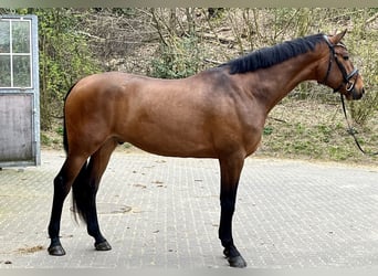 Duński koń gorącokrwisty, Wałach, 4 lat, 173 cm, Gniada