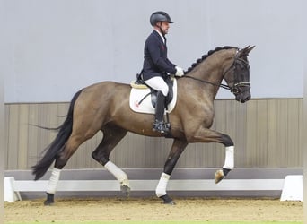 Duński koń gorącokrwisty, Wałach, 4 lat, 175 cm, Ciemnogniada