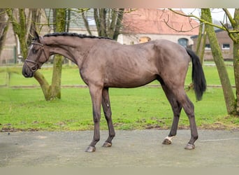 Duński koń gorącokrwisty, Wałach, 5 lat, 167 cm