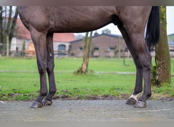 Duński koń gorącokrwisty, Wałach, 5 lat, 167 cm