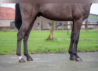 Duński koń gorącokrwisty, Wałach, 5 lat, 167 cm