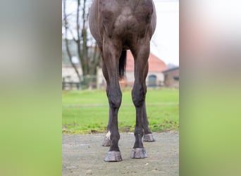 Duński koń gorącokrwisty, Wałach, 5 lat, 167 cm