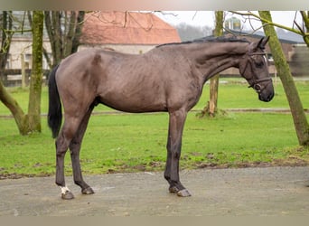 Duński koń gorącokrwisty, Wałach, 5 lat, 167 cm