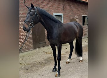 Duński koń gorącokrwisty, Wałach, 5 lat, 170 cm, Skarogniada