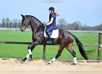 Duński koń gorącokrwisty, Wałach, 5 lat, 175 cm, Ciemnogniada