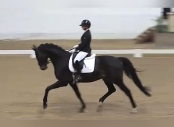 Duński koń gorącokrwisty, Wałach, 6 lat, 175 cm, Skarogniada