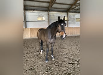 Duński koń gorącokrwisty, Wałach, 6 lat, 178 cm, Gniada