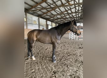 Duński koń gorącokrwisty, Wałach, 6 lat, 178 cm, Gniada