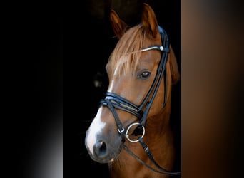 Duński koń gorącokrwisty, Wałach, 7 lat, 140 cm, Kasztanowata