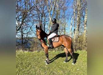 Duński koń gorącokrwisty, Wałach, 7 lat, 165 cm, Gniada