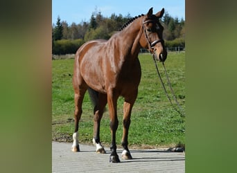 Duński koń gorącokrwisty, Wałach, 7 lat, 168 cm, Gniada