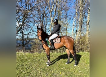 Duński koń gorącokrwisty, Wałach, 8 lat, 165 cm, Gniada