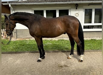 Duński koń gorącokrwisty, Wałach, 8 lat, 170 cm, Gniada