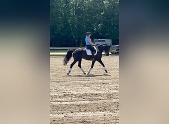 Duński koń gorącokrwisty, Wałach, 9 lat, 163 cm, Ciemnogniada