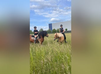 Duo sucht Pferdeduo (Reitbeteiligung)