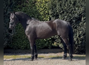 dutch coldblood, Gelding, 4 years, 15.2 hh, Black