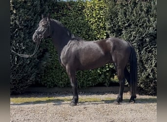 dutch coldblood, Gelding, 4 years, 15.2 hh, Black