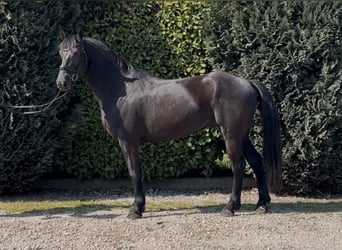 dutch coldblood, Gelding, 4 years, 15.2 hh, Black