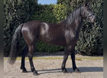 dutch coldblood, Gelding, 4 years, 15.2 hh, Black