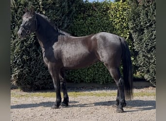 dutch coldblood, Gelding, 4 years, 15.2 hh, Black
