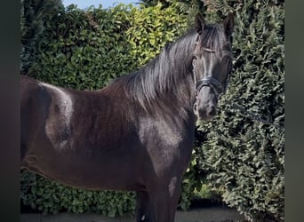 dutch coldblood, Gelding, 4 years, 15.2 hh, Black