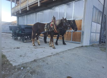 dutch coldblood, Gelding, 4 years, 16,2 hh, Chestnut