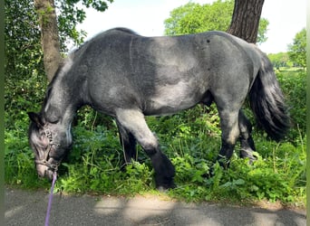 dutch coldblood, Gelding, 4 years, 16 hh, Grey-Blue-Tan